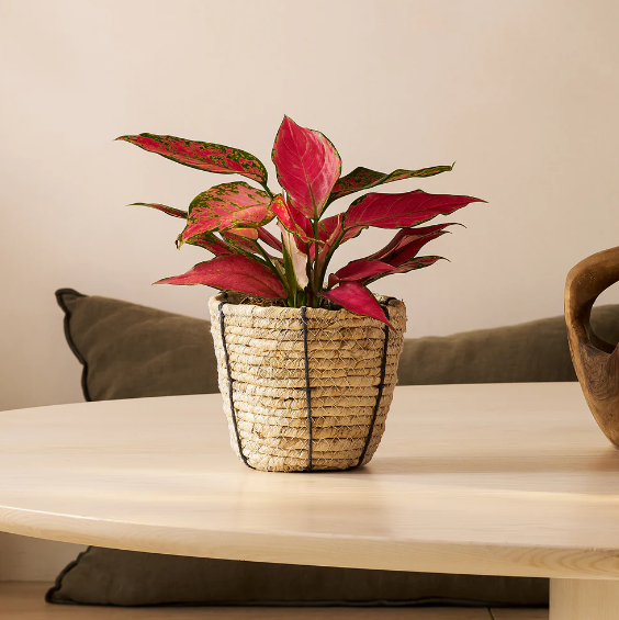Aglaonema 'Cherry Baby'