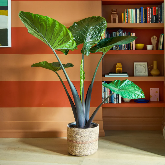 Alocasia dark star