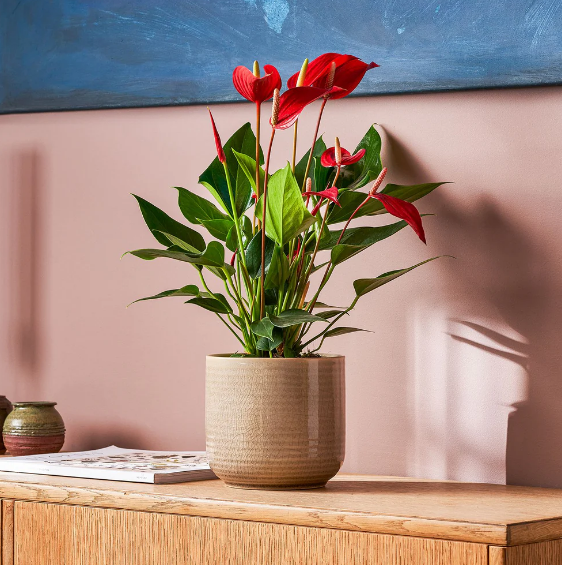 Anthurium 'Mille' Red
