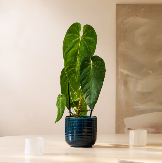 Anthurium queremalense
