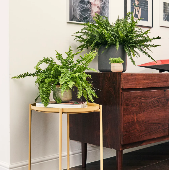 Boston Fern