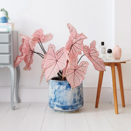 Caladium spring fling Plant