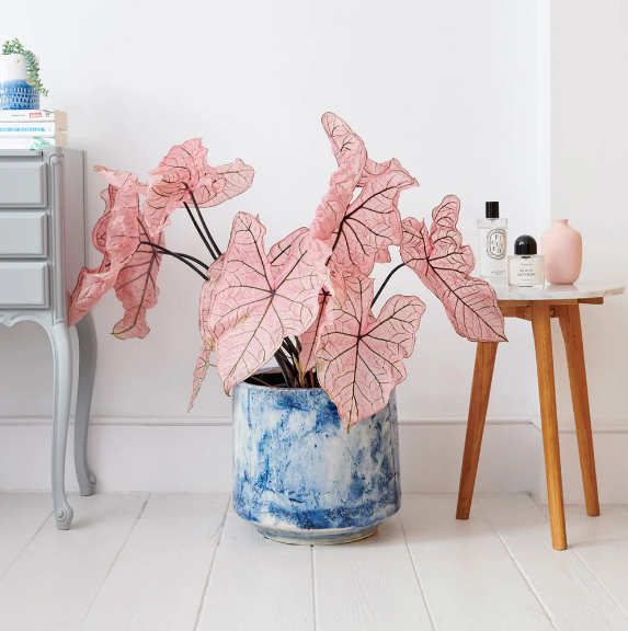 Caladium spring fling Plant