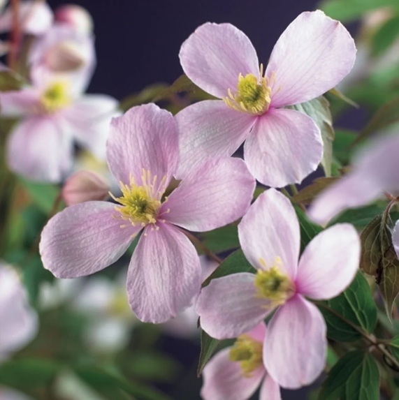 Clematis - Montana