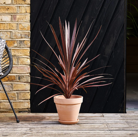 Cordyline red