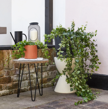 English Ivy