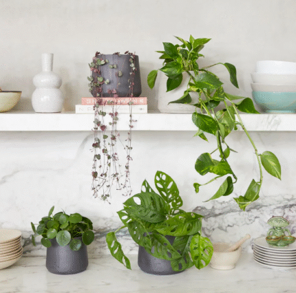 Fast growing set