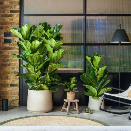 Fiddle-leaf fig