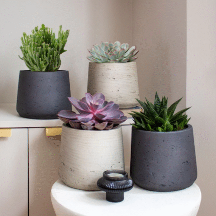 Large succulent set