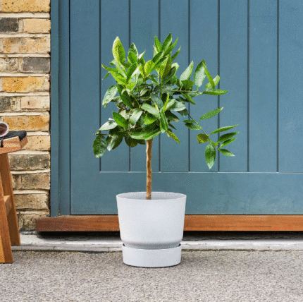 Lime tree