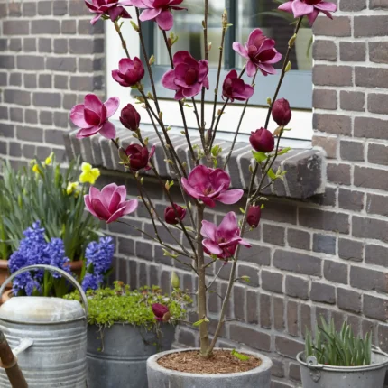 Magnolia 'Black Tulip'
