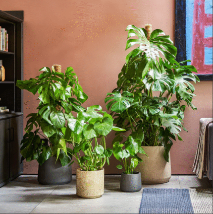Monstera Deliciosa