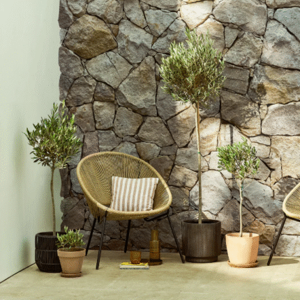 Olive Plants