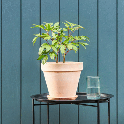 Peony potted roots - white