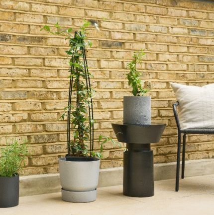 Star Jasmine