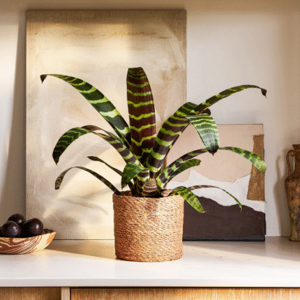 Vriesea Era 'Forrest'