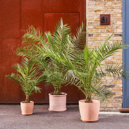 outdoor plants