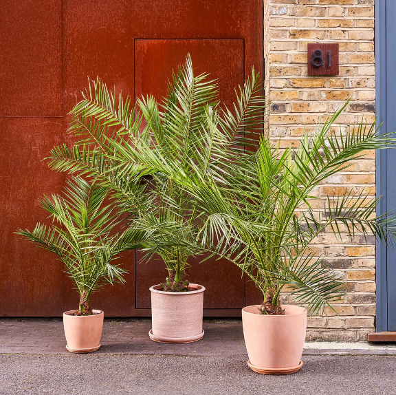outdoor plants