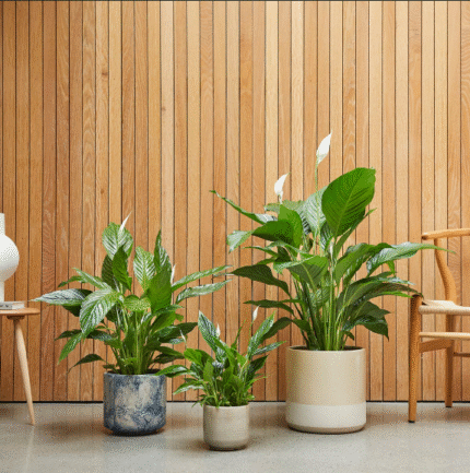 Pippa Plant