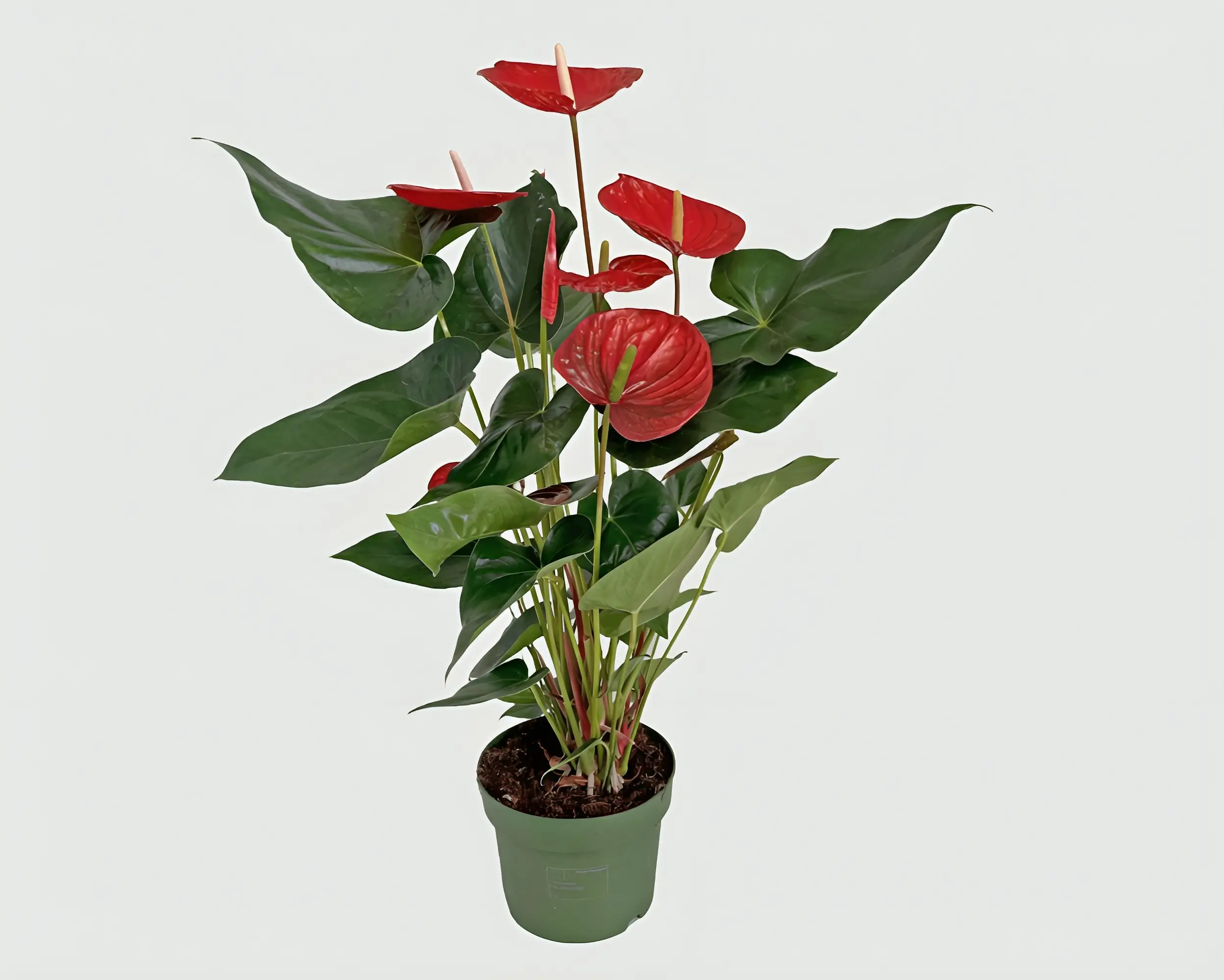 Anthurium-Mille-Red Home