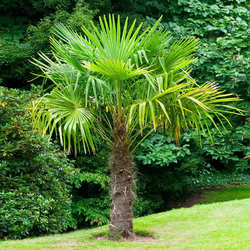Big Plants Category
