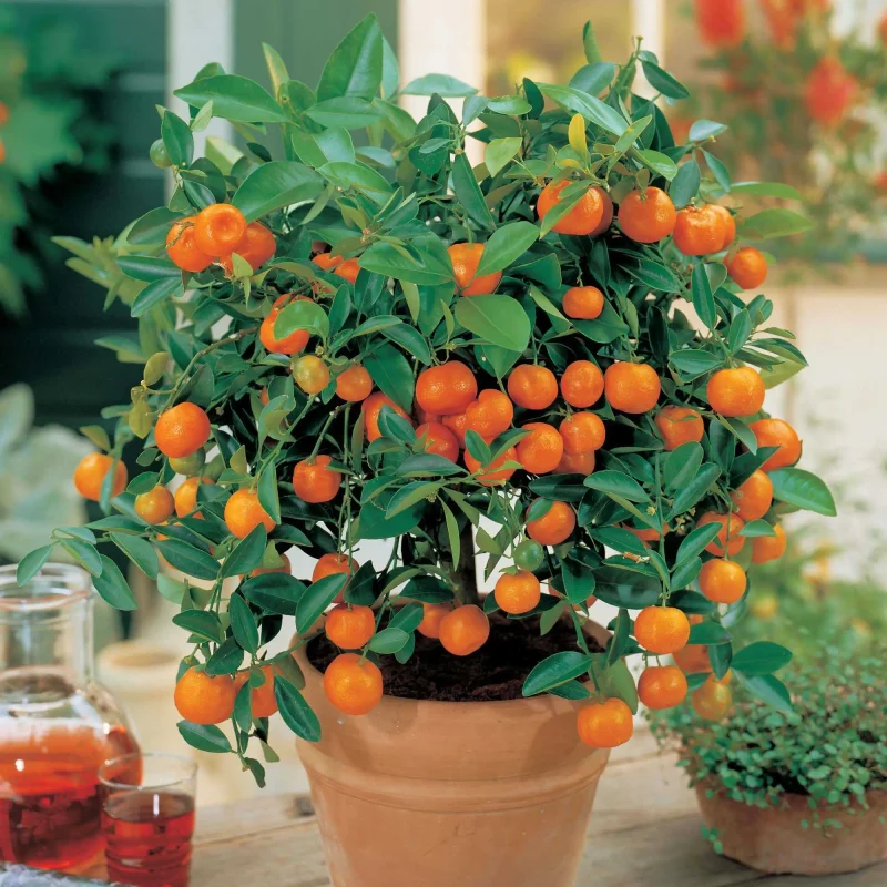Fruit Plants Cateory
