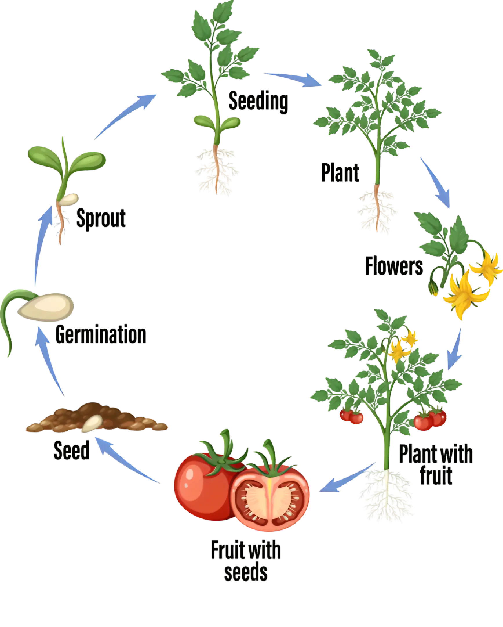 Life Cycle of Plant