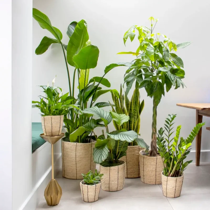 Plants - Category